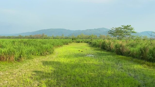Kaziranga national park India daylight landscape in assam india.