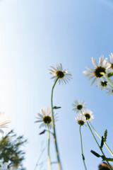many white daisies in the garden against the sky