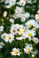 Fototapeta premium many white daisies in the garden on a background of grass