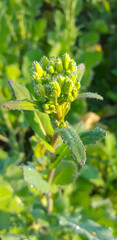 Canola yellow and white flower and water drops on it green flower