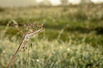 Plant with a spider web and morning dew