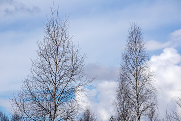 Fine tree branches on the background of a blue sky with clouds