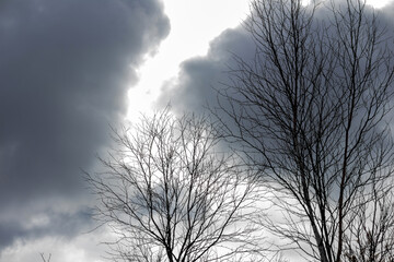 Fine tree branches on the background of a gray sky with clouds