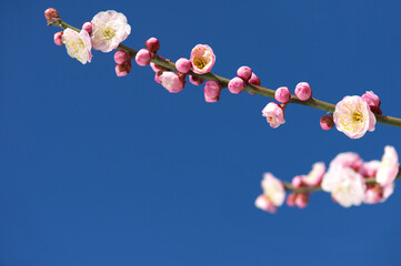 Fototapeta na wymiar 青空に梅の花