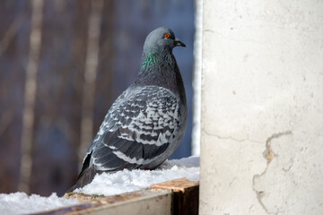 A gray pigeon with an orange eye sits on the edge of the balcony
