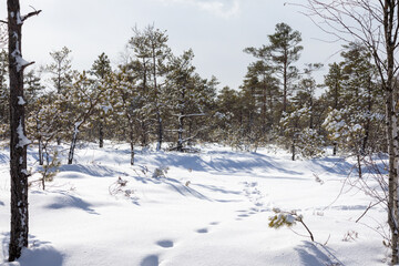 nature view in winter with small and large coniferous trees on the background of the sky with clouds