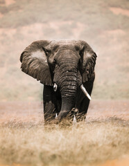 Majestic bulle éléphant in Akagera, Rwanda