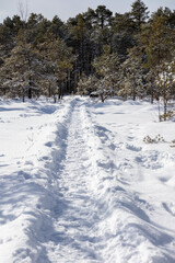 A footpath blazed by people in the snow leading to a conifer forest