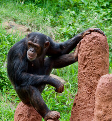 Chimpanzee in a natural setting