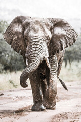 Fototapeta premium Mighty bull elephant on the march in Akagera, Rwanda