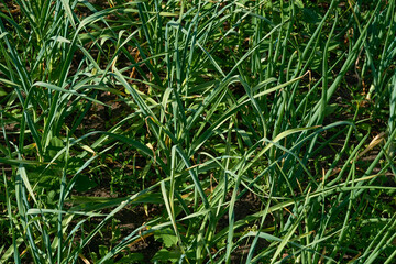 Young green shoots of onion garlic in a spring garden bed 