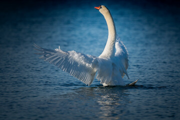 Graceful white swan with spread wings
