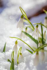 The first snowdrops on snow