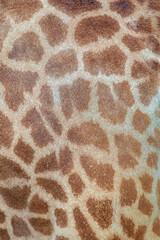 Genuine leather skin of giraffe with light and dark brown spots.