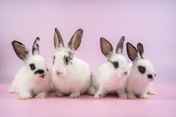 bunny Easter fluffy baby rabbit or new born rabbit. baby cute rabbit or new born adorable bunny. Easter Bunny.  Symbol of Easter day.