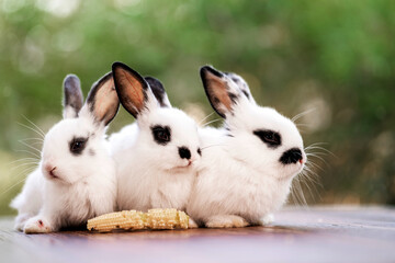 bunny Easter fluffy baby rabbit or new born rabbit. baby cute rabbit or new born adorable bunny. Easter Bunny.  Symbol of Easter day.