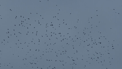 A flock of black birds in the cloudy sky