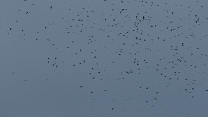 A flock of black birds in the cloudy sky