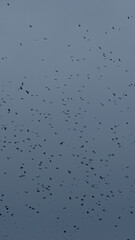 A flock of black birds in the cloudy sky