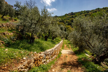 Orchard in Houma, Lebanon