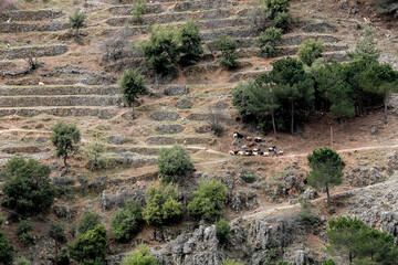 Sheep grazing highland over Qadisha Valley, Northern Lebanon