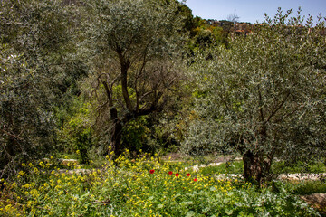 Landscape in Houmal, Lebanon