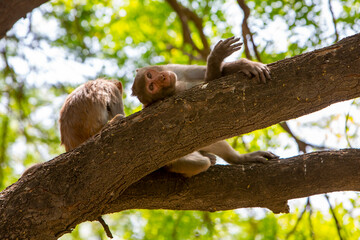 Monkeys on a tree - Powered by Adobe