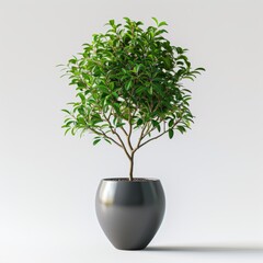 small tree in pot The scene is enhanced with soft shadows and reflections. It features a brightly colored background that adds a touch of warmth and contrast to enhance the visual appeal of this botan