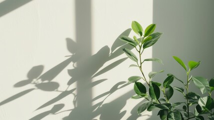 Soft sunlight casts a tranquil shadow of a plant on a smooth white wall, creating a minimalist aesthetic