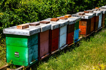 Bee hives in Ubli, Montenegro