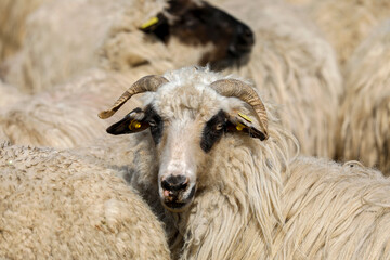 Herd of sheep in Timis province, Romania