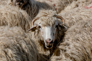Herd of sheep in Timis province, Romania