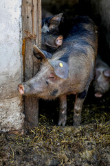 Pigs in a farm in Timis province, Romania