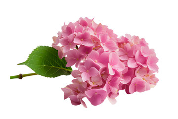 Pink hydrangea flower with petal on white