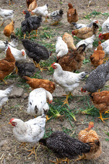 Poultry grazing in a barnyard in Timis province, Romania