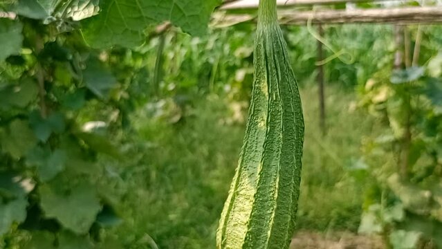 growth stages of ridge gourd.organic rooftop terrace gardening.organic vegetable terrace garden.	