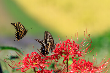 赤い彼岸花の蜜を吸うアゲハチョウ