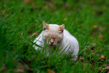 草むらで寝ている猫