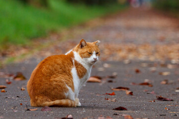 公園に住む可愛い猫