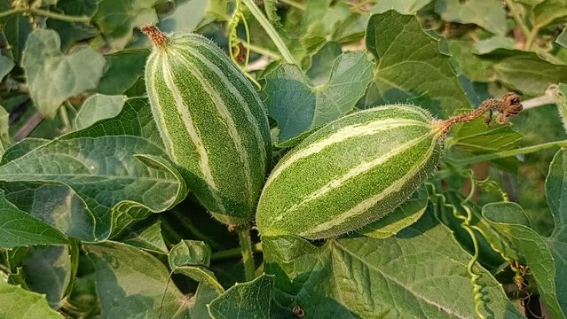 pointed gourd plant, pointed gourd, pointed gourd tree in india,	