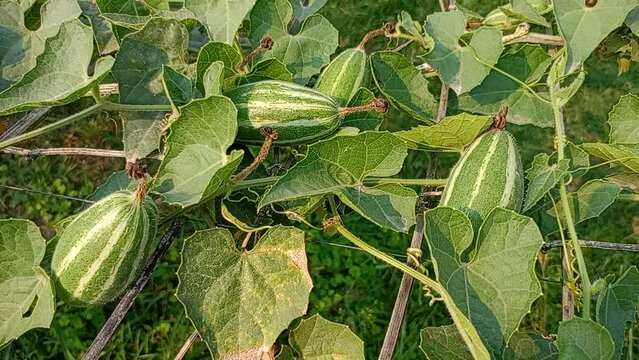 pointed gourd plant, pointed gourd, pointed gourd tree in india,	
