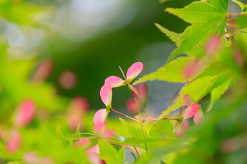 赤いもみじの花