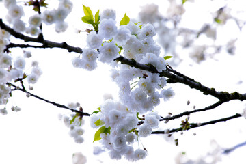 Cherry blossoms blooming in spring blue sky.