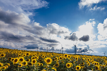 夏の青空と白い雲