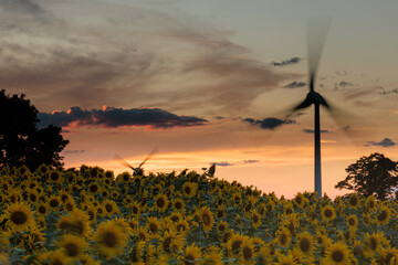 夕焼けに染まる風車