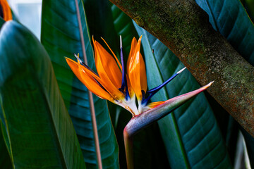 bird of paradise flower