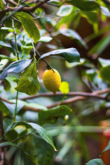 lemon branch