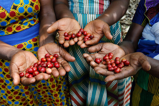 Kopakama coffee grower's cooperative, Rutsiro, Rwanda. Women with coffee cherries in their collective plantation