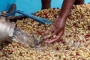 Obraz premium Abakundakawa coffee grower's cooperative, Minazi coffee washing station, Gakenke district, Rwanda