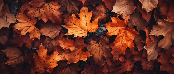 Autumn leaves on the ground, texture background.